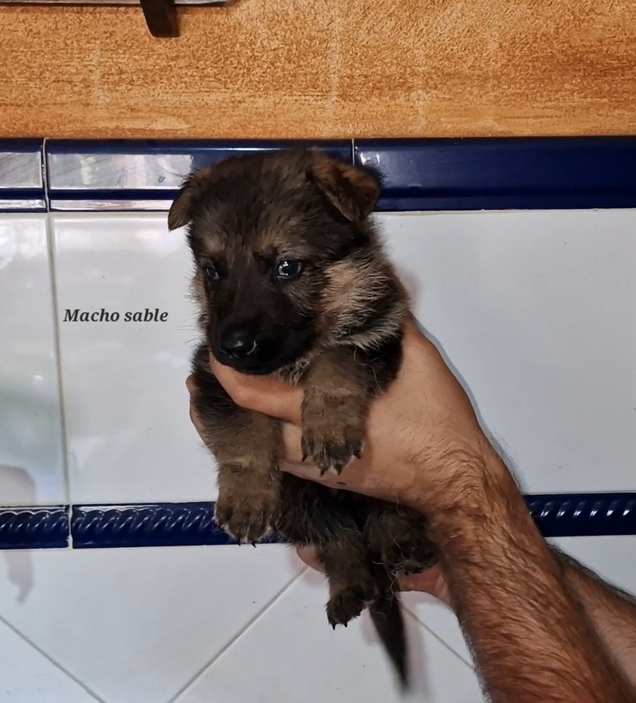 Pastor alemán línea trabajo